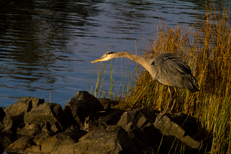 Great Blue Heron